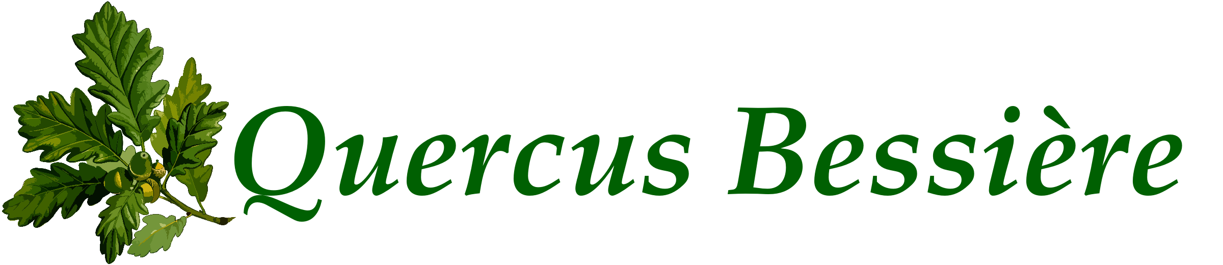 Quercus Bessière